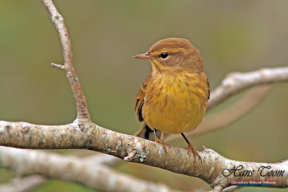 Palm Warbler
