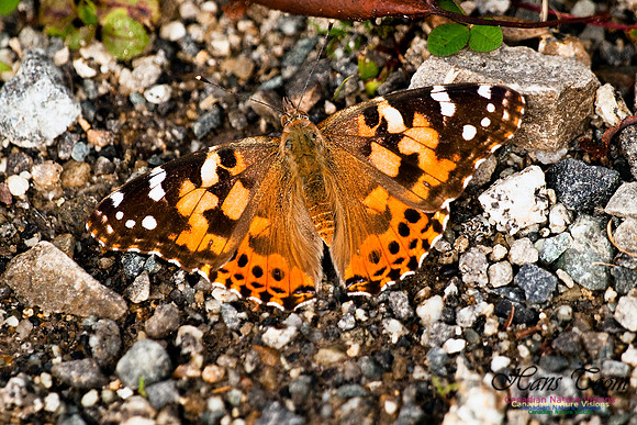 Painted Lady