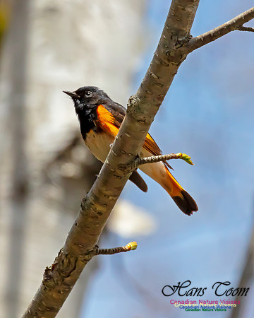 American Redstart 1