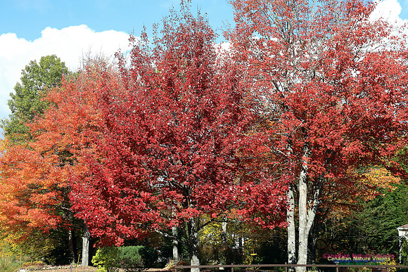 FallColours2016-1032