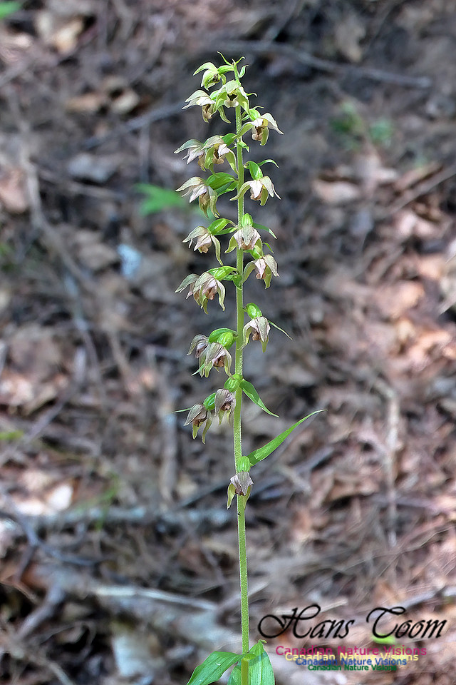 Helleborine Orchid 102