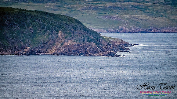 Baccalieu Coastal Drive 100