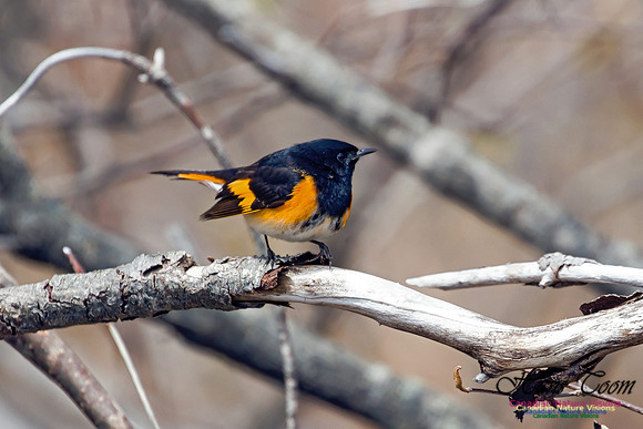 American Redstart 5
