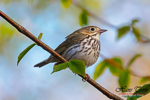Ovenbird 40