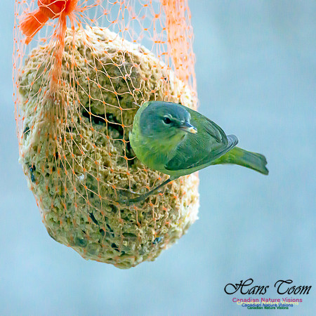 Orange-crowned Warbler 16