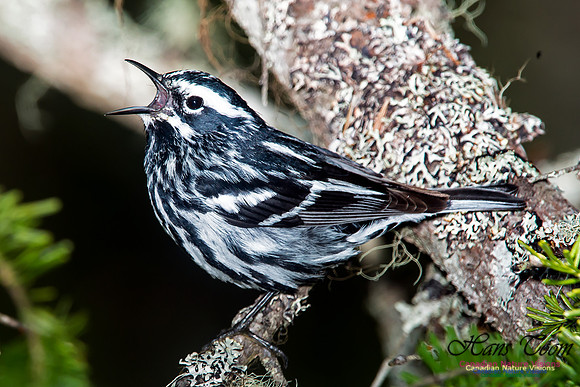 Black-and-White Warbler