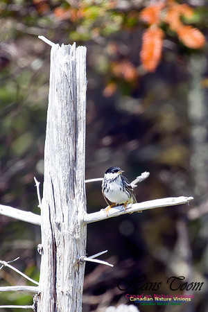 Blackpoll Warbler 10