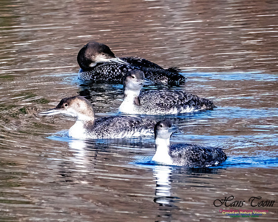 Common Loon 902