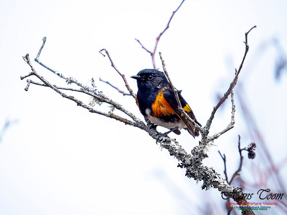 American Redstart 3