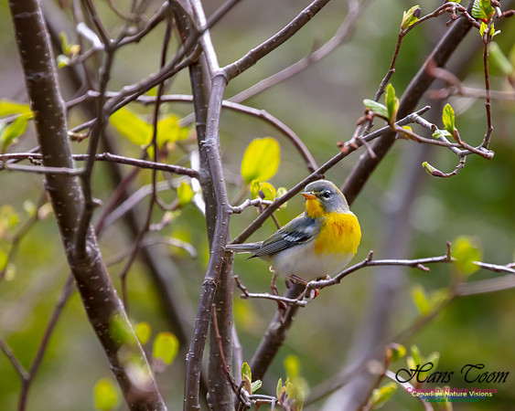 Northern Parula 1