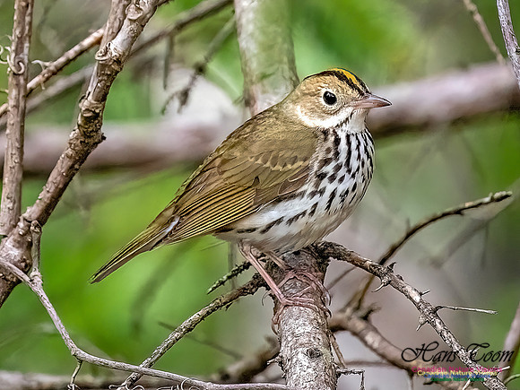 Ovenbird 703
