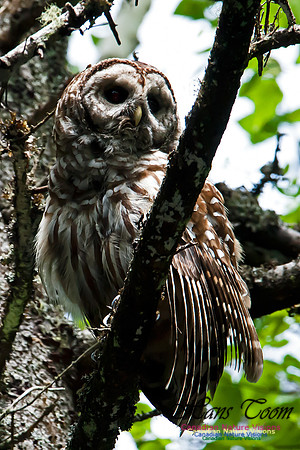 Barred Owl