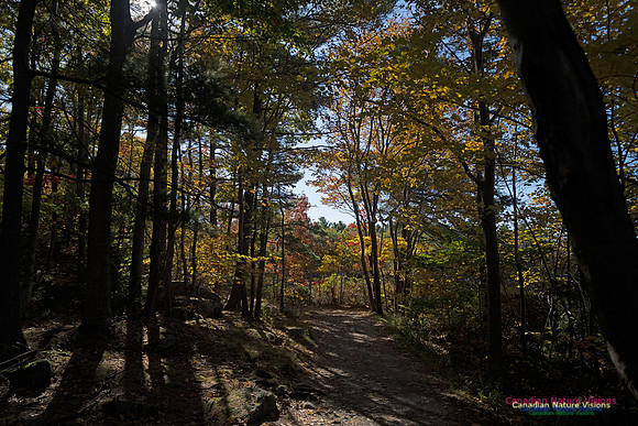 Frog Pond Stroll 114
