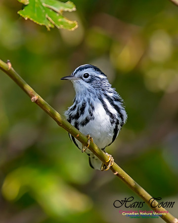Black-and-White Warbler 208