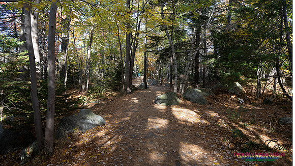 Frog Pond Stroll 135
