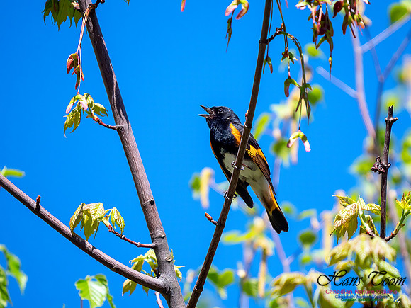 American Redstart 5