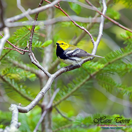 Black-throated Green Warbler 3