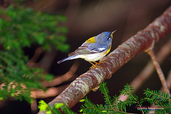Northern Parula