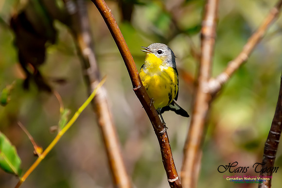 Magnolia Warbler 200