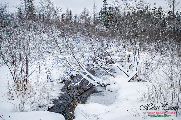 December Snow Scenes in Nova Scotia 117