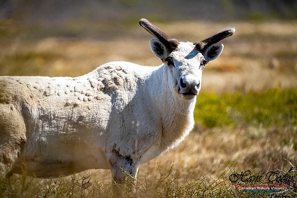 Caribou 103