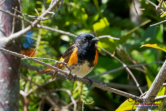 American Redstart 1001