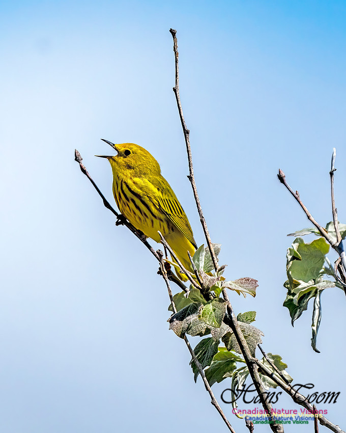 Yellow Warbler 102