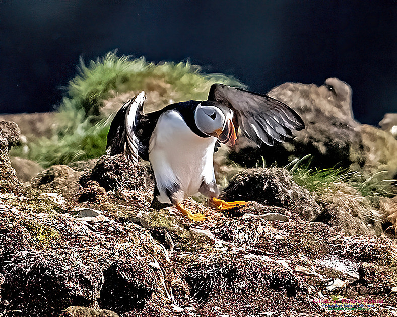 Elliston and Atlantic Puffins 127