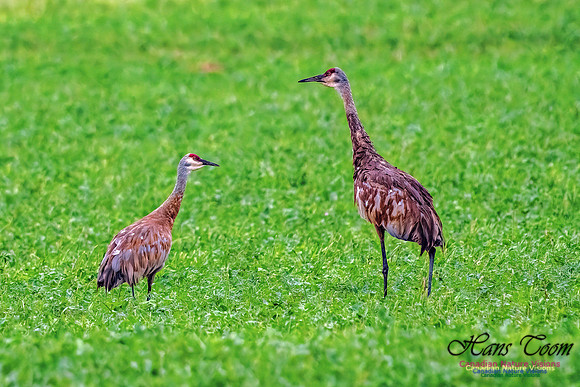 Sandhill Crane 458