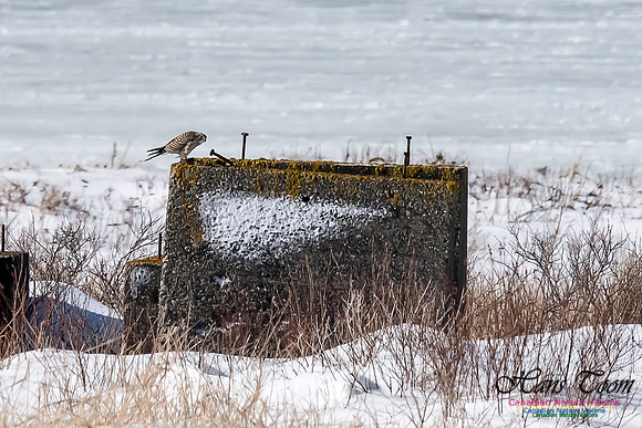 Eurasian Kestrel