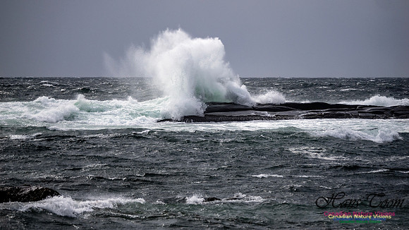 Coastal Tour 137