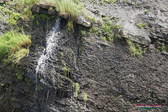 Joggins Fossil Cliffs 102