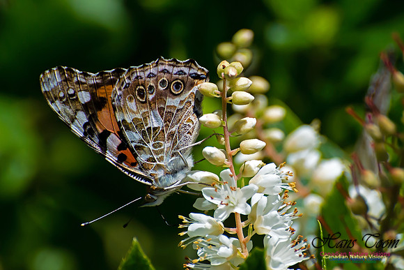 Painted Lady