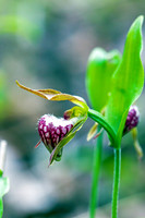 Ram's Head Orchid