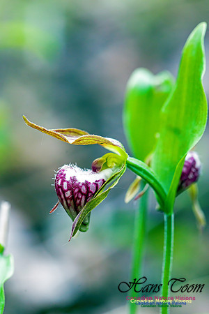 Ram's Head Orchid 1