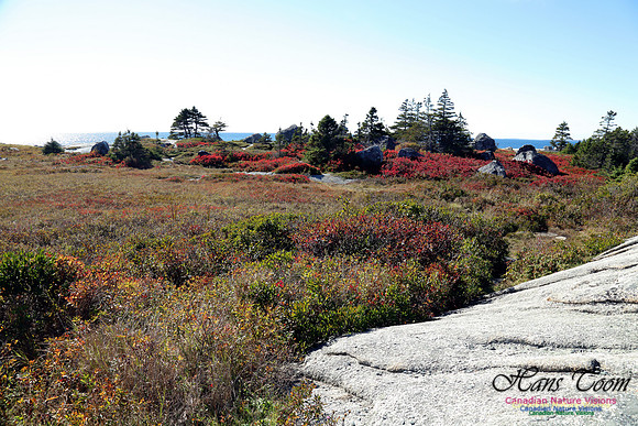 CoastalBarrensFall2016-1005
