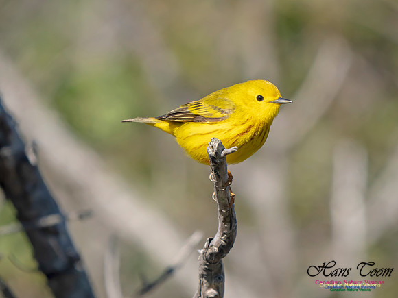 Yellow Warbler 5