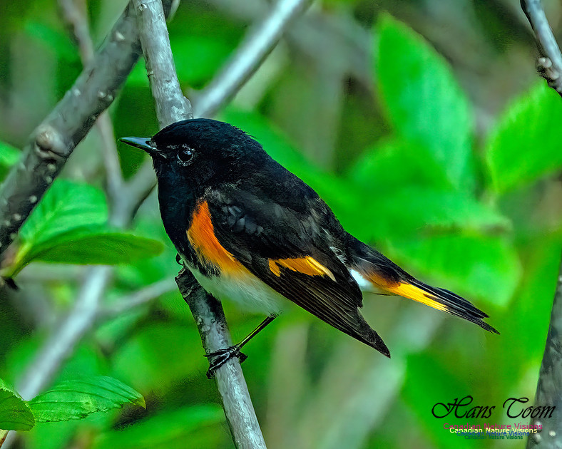 American Redstart 104