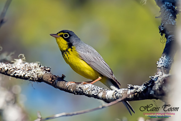 Canada Warbler
