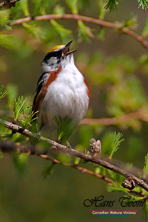 Chestnut-sided Warbler