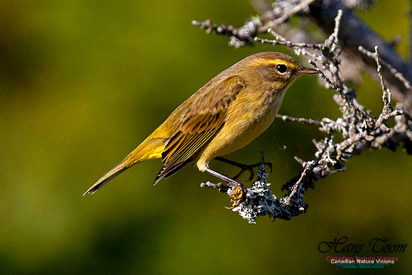 Palm Warbler