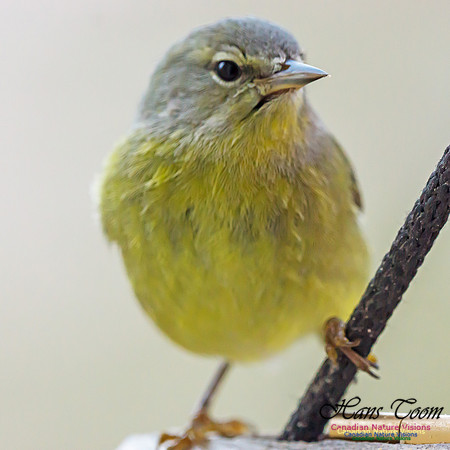 Orange-crowned Warbler 6