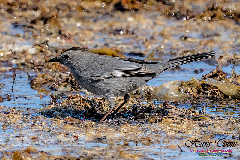 Grey Catbird 904
