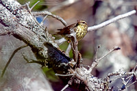 Northern Waterthrush