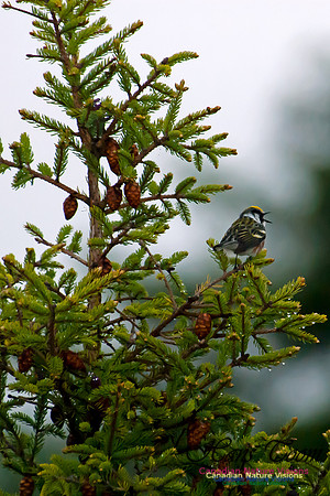 Chestnut-sided Warbler
