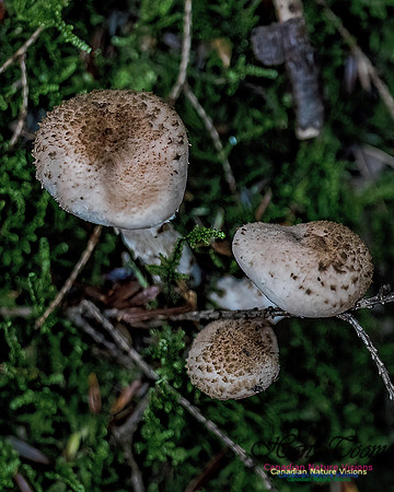 Fungi Walk 111