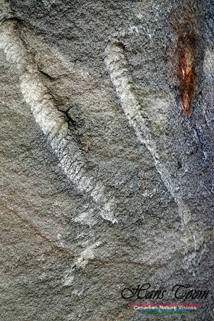 Joggins Fossil Cliffs 117