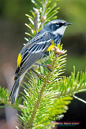 Yellow-rumped Warbler