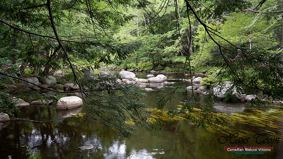 Woodland Walk Along Mersey River 110