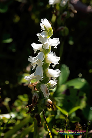 Nodding Ladies Tresses Orchid